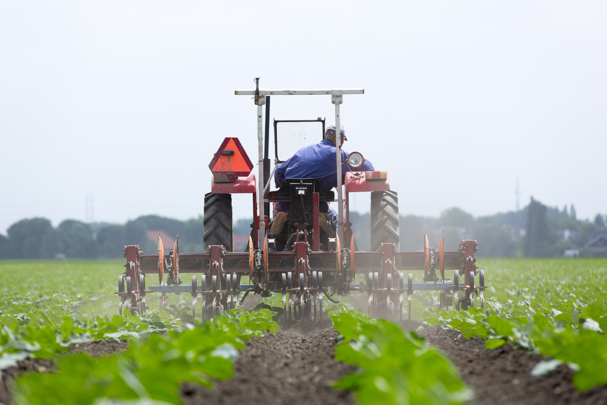 onkruid verwijderen spruiten